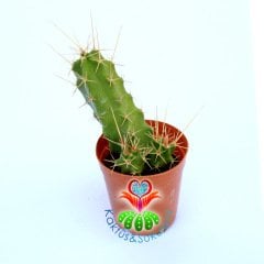 Echinocereus Dubius-Mor Renk Çiçek Açan Kaktüs-5,5cm Saksıda