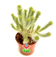 Kaktüs-Opuntia Cylindrica Hybrid- Sıradışı Parmak Opuntia-12 cm Saksıda,Teraryum, Sukulent