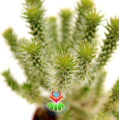 Kaktüs-Opuntia Cylindrica Hybrid- Sıradışı Parmak Opuntia-12 cm Saksıda,Teraryum, Sukulent