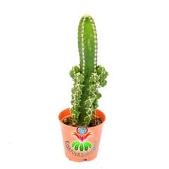 Radyasyon Emici Kaktüs-Cereus Peruvianus Florida -5,5 cm Saksıda