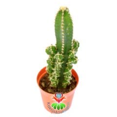 Radyasyon Emici Kaktüs-Cereus Peruvianus Florida -5,5 cm Saksıda