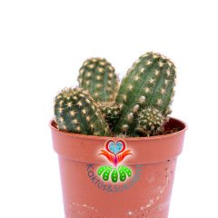 Chamaecereus Hybrid 'Paulina'-Pembe Renk Çiçek Açar-5,5 cm Saksıda