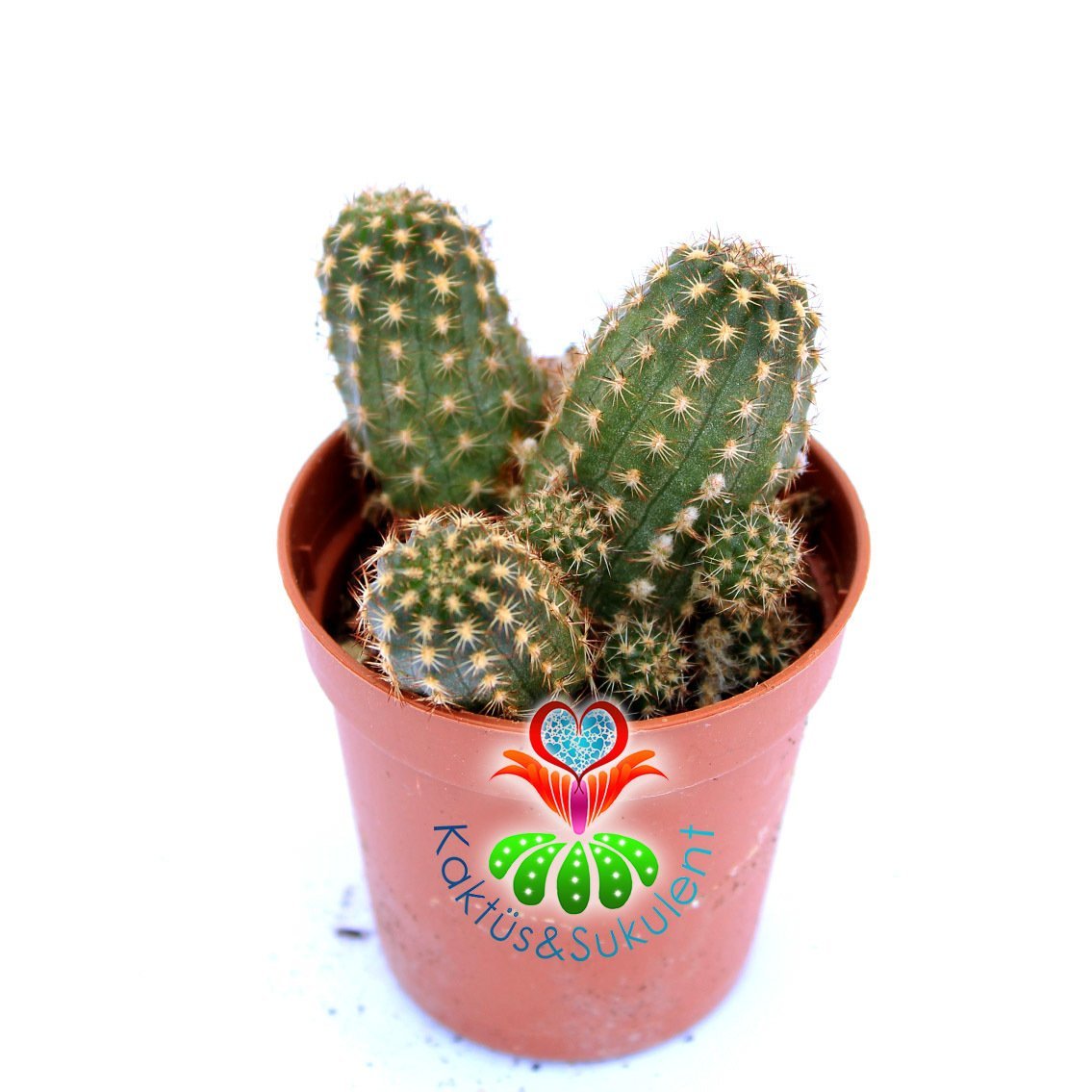 Chamaecereus Hybrid 'Paulina'-Pembe Renk Çiçek Açar-5,5 cm Saksıda