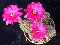 Chamaecereus Hybrid 'Paulina'-Pembe Renk Çiçek Açar-5,5 cm Saksıda