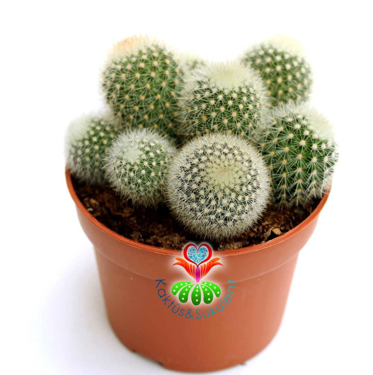 Beyaz Dikenli Kaktüs,Mammillaria Pitcayensis- 1 Saksıda Çok Kök-12 cm Saksıda,Teraryum