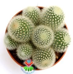 Beyaz Dikenli Kaktüs,Mammillaria Pitcayensis- 1 Saksıda Çok Kök-12 cm Saksıda,Teraryum