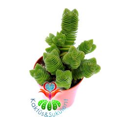 Crassula Pyramidalis x Ausensis-Çok Nadir Hibrid Tür-5,5cm Saksıda