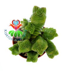 Crassula Pyramidalis x Ausensis-Çok Nadir Hibrid Tür-5,5cm Saksıda