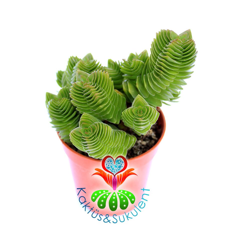 Crassula Pyramidalis x Ausensis-Çok Nadir Hibrid Tür-5,5cm Saksıda