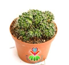 Nadir Tür Kaktüs, Mammillaria Bocasana ''Golden Navajo'' -Sıradışı -12 cm Saksıda,Teraryum, Sukulent