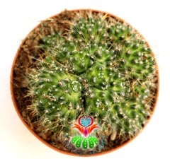 Nadir Tür Kaktüs, Mammillaria Bocasana ''Golden Navajo'' -Sıradışı -12 cm Saksıda,Teraryum, Sukulent