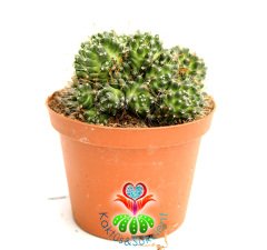 Nadir Tür Kaktüs, Mammillaria Bocasana ''Golden Navajo'' -Sıradışı -12 cm Saksıda,Teraryum, Sukulent