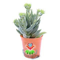 Crassula Mesembryanthemoides Hybrid-5,5cm Saksıda-Tüylü Sukulent