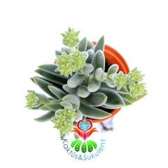 Crassula Mesembryanthemoides Hybrid-5,5cm Saksıda-Tüylü Sukulent