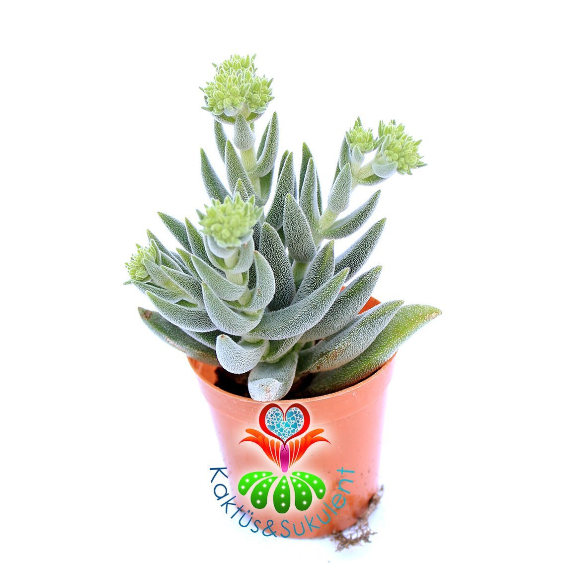 Crassula Mesembryanthemoides Hybrid-5,5cm Saksıda-Tüylü Sukulent