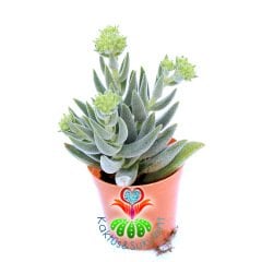 Crassula Mesembryanthemoides Hybrid-5,5cm Saksıda-Tüylü Sukulent