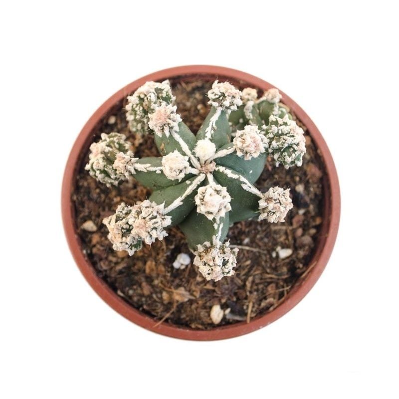 Astrophytum Fukuryu Hakujo, Nadir Tür Bol Yavrulu -8 cm saksı üretime uygun