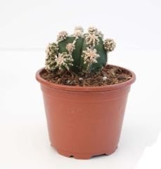 Astrophytum Fukuryu Hakujo, Nadir Tür Bol Yavrulu -8 cm saksı üretime uygun