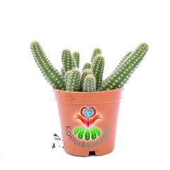 Chamaecereus Silvestrii-Turuncu Renk Çiçek Açar Sarkıcı Kaktüs-5,5 cm Saksıda