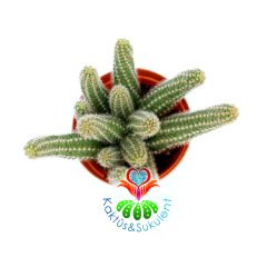Chamaecereus Silvestrii-Turuncu Renk Çiçek Açar Sarkıcı Kaktüs-5,5 cm Saksıda