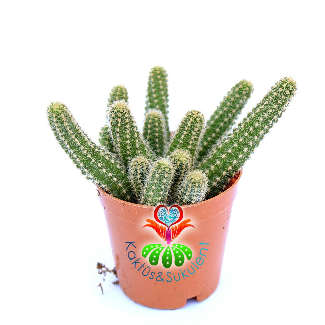 Chamaecereus Silvestrii-Turuncu Renk Çiçek Açar Sarkıcı Kaktüs-5,5 cm Saksıda