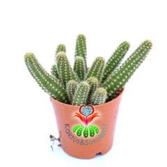 Chamaecereus Silvestrii-Turuncu Renk Çiçek Açar Sarkıcı Kaktüs-5,5 cm Saksıda