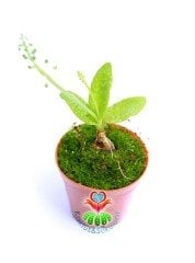 Ledebouria socialis Kaplan Desenli Yapraklı Çıngırdak Sesli Çiçek Açar 5,5 cm Saksılı