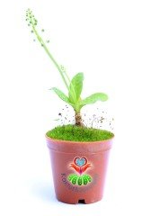 Ledebouria socialis Kaplan Desenli Yapraklı Çıngırdak Sesli Çiçek Açar 5,5 cm Saksılı