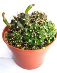 Gymnocalycium Mihanovichii -1 Saksıda En Az 5 Adet-8,5 cm Saksıda- Cactus