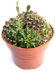 Gymnocalycium Mihanovichii -1 Saksıda En Az 5 Adet-8,5 cm Saksıda- Cactus