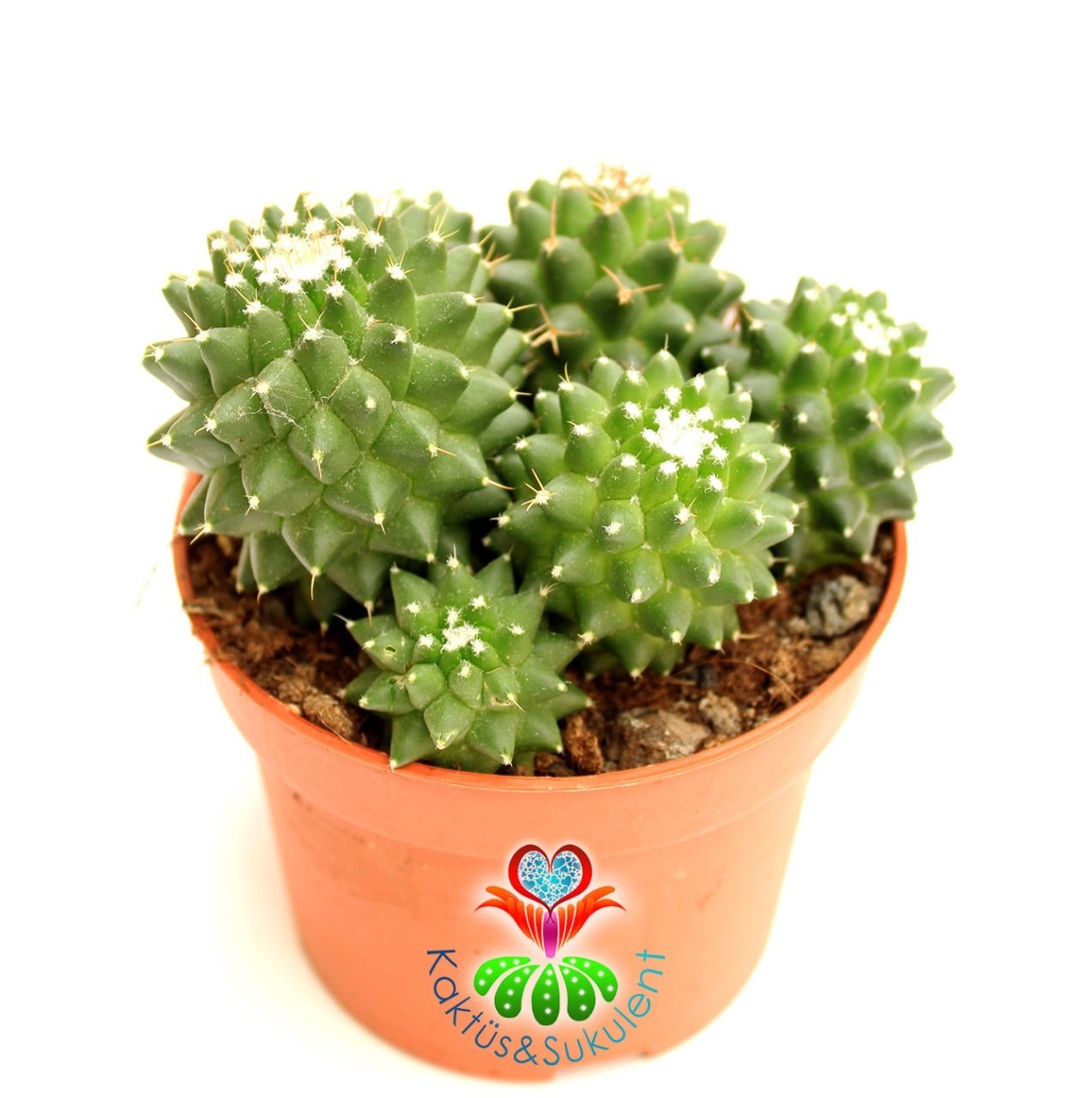 Dikensiz Kaktüs,Mammillaria Polythele Inermis-1 Saksıda Çok Kök-12 cm Saksıda,Teraryum