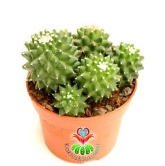 Dikensiz Kaktüs,Mammillaria Polythele Inermis-1 Saksıda Çok Kök-12 cm Saksıda,Teraryum