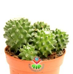 Dikensiz Kaktüs,Mammillaria Polythele Inermis-1 Saksıda Çok Kök-12 cm Saksıda,Teraryum