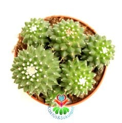 Dikensiz Kaktüs,Mammillaria Polythele Inermis-1 Saksıda Çok Kök-12 cm Saksıda,Teraryum