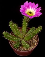 Echinocereus Pentalophus-Mor-Beyaz Renk Çiçek Açar- 5,5 cm Saksıda