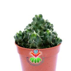 Echinocereus Pentalophus-Mor-Beyaz Renk Çiçek Açar- 5,5 cm Saksıda