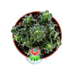 Echinocereus Pentalophus-Mor-Beyaz Renk Çiçek Açar- 5,5 cm Saksıda