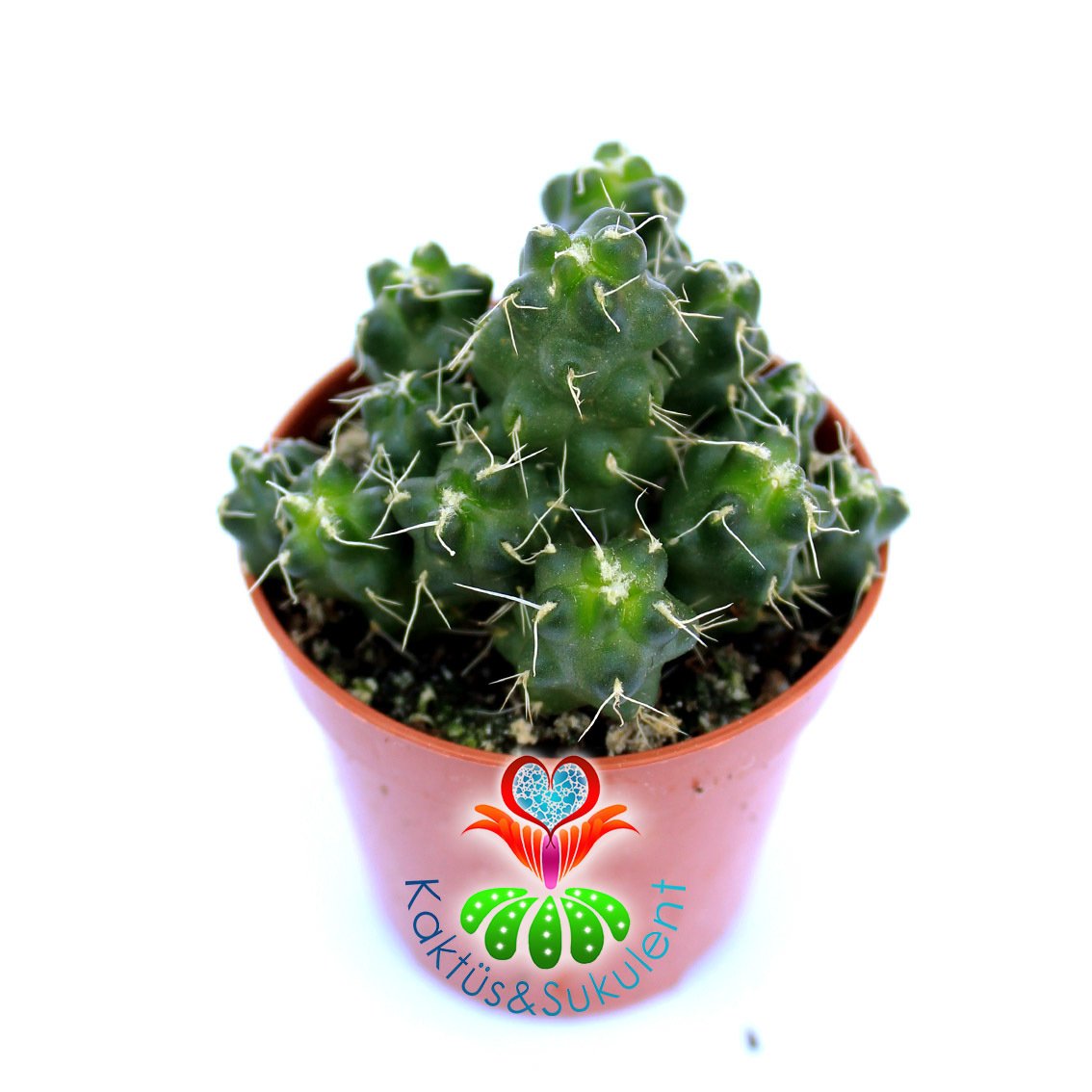 Echinocereus Pentalophus-Mor-Beyaz Renk Çiçek Açar- 5,5 cm Saksıda
