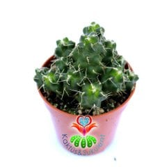 Echinocereus Pentalophus-Mor-Beyaz Renk Çiçek Açar- 5,5 cm Saksıda