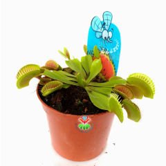 Böcek Yiyen, Canlı Sinek Kapan Bitkisi,Dionaea Muscipula- Venus Fly Trap- Etobur Bitki-Terraryum
