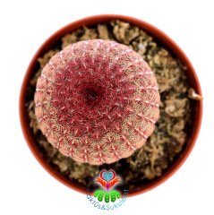 Echinocereus Pectinatus Rubispinus-Pembe Dikenli 8,5cm Saksıda-Fantastik Tür