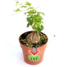 Fil Ayağı-Dioscorea Elephantipes- ÇOK NADİR TÜR-Caudex Odunsu Gövde- 8,5 cm saksıda,Sukulent,Kaktüs