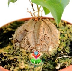 Fil Ayağı-Dioscorea Elephantipes- ÇOK NADİR TÜR-Caudex Odunsu Gövde- 8,5 cm saksıda,Sukulent,Kaktüs