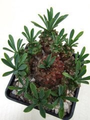 Euphorbia Japonica-Nadir Hibrid Tür-5,5 cm Saksıda-Kozalak Kaktüs