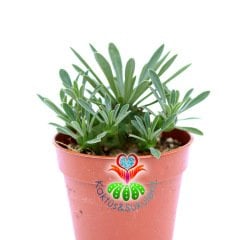 Euphorbia Japonica-Nadir Hibrid Tür-5,5 cm Saksıda-Kozalak Kaktüs