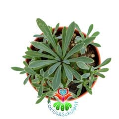 Euphorbia Japonica-Nadir Hibrid Tür-5,5 cm Saksıda-Kozalak Kaktüs