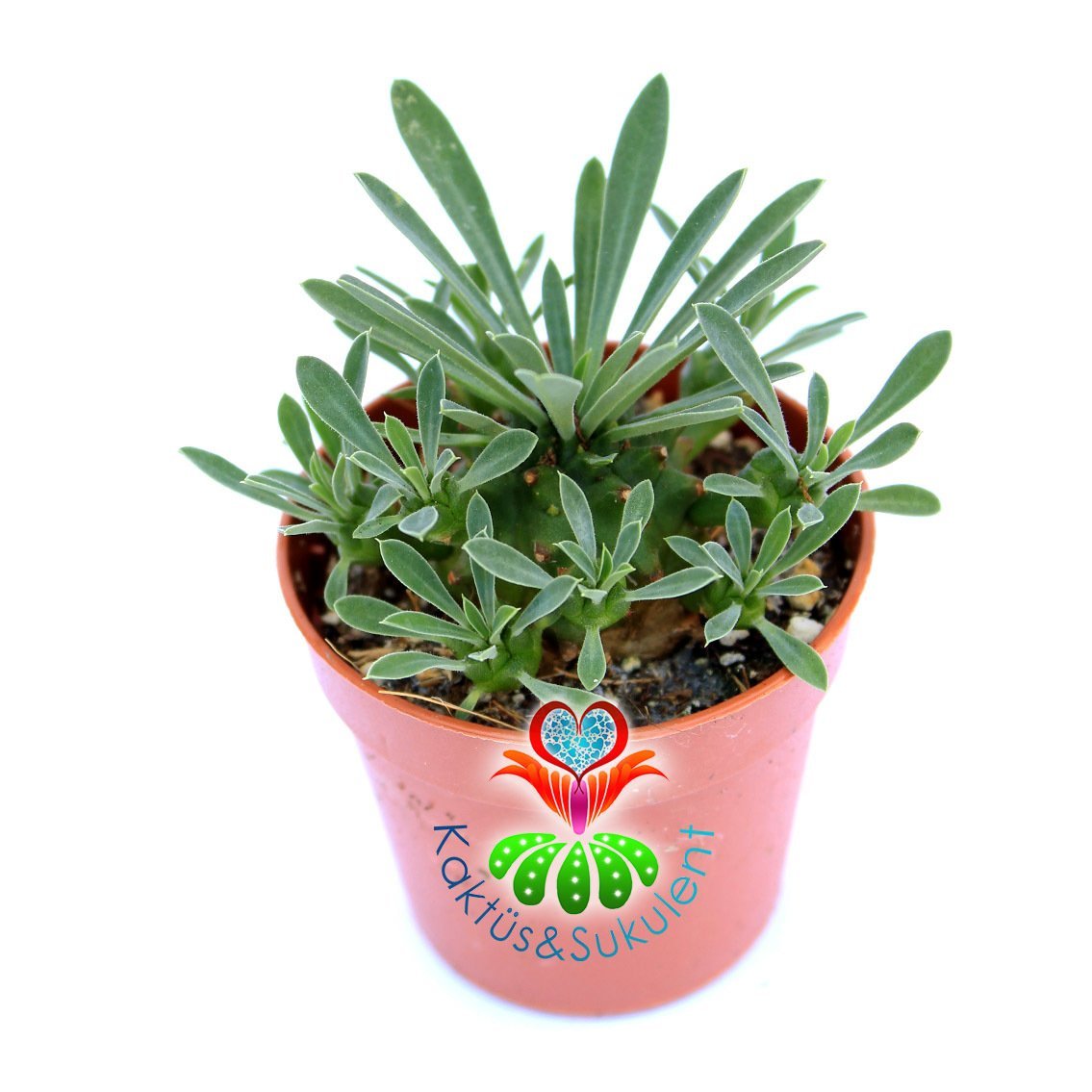 Euphorbia Japonica-Nadir Hibrid Tür-5,5 cm Saksıda-Kozalak Kaktüs