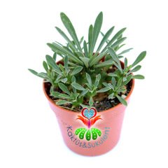 Euphorbia Japonica-Nadir Hibrid Tür-5,5 cm Saksıda-Kozalak Kaktüs