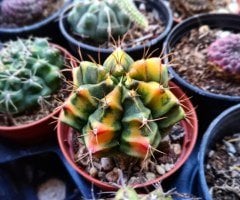 Kaktüs,Gymnocalycium Mihanovichii Variegata Tricolor-8 cm Saksıda-Aşılı-Nadir Tür BAŞKA YERDE YOK