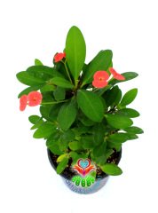 Euphorbia Milii-Dikenler Tacı-Dev Boy-Koyu Pembe Çiçekli-13 cm Saksıda